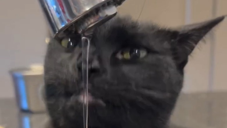 Why Is There a Cat in the Tap?! Cutest Surprise Ever!