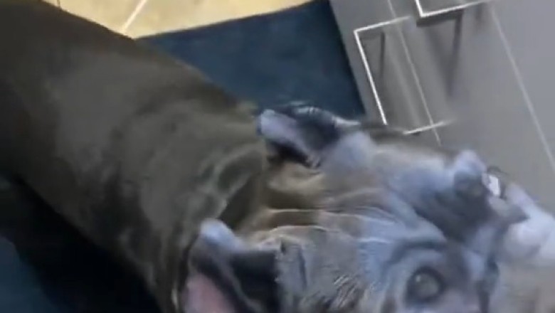 Dogs Doing What They Do Best—Being Absolutely Adorable!