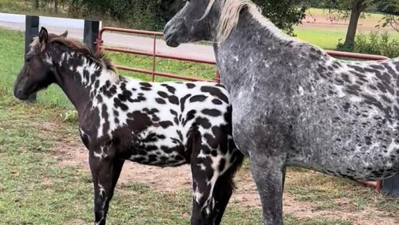 First Steps: A Mare’s Love and Her Foal’s First Moments