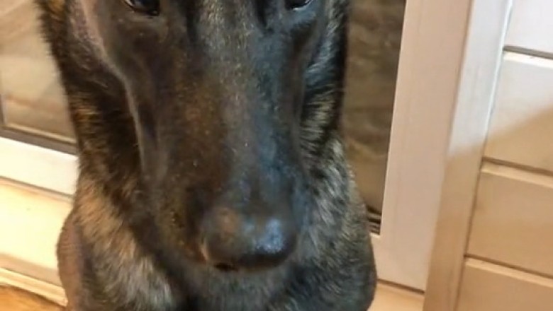 Meet the Belgian Malinois: Power, Precision, and Puppy Charm!