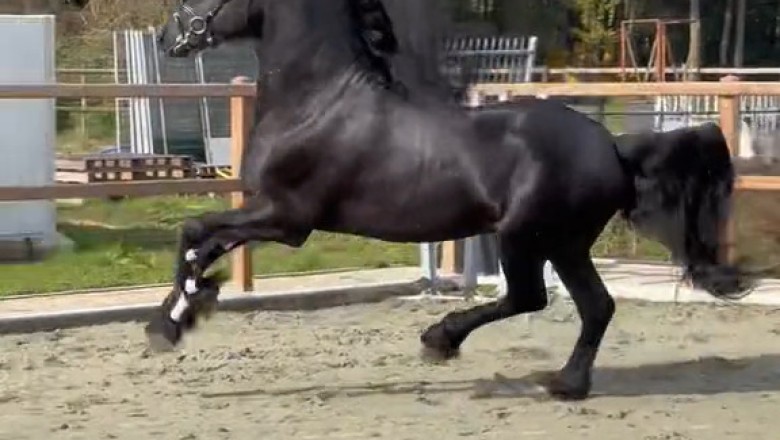 The Most Beautiful Horse You’ll Ever See—Majesty in Motion
