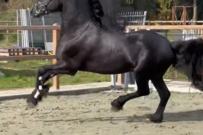 The Most Beautiful Horse You’ll Ever See—Majesty in Motion