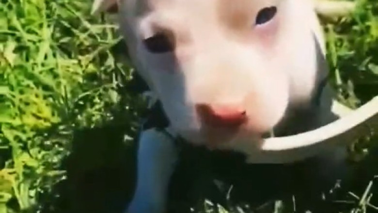 Tiny Dog, Huge Personality—You’ll Be Obsessed!