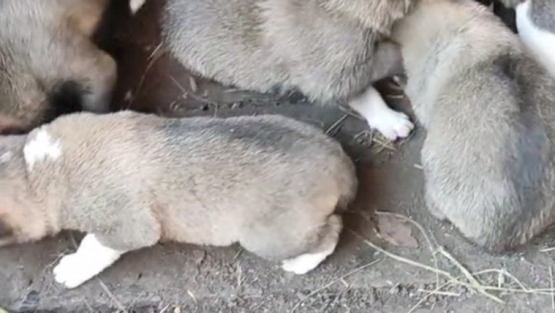 WARNING: These Puppies Will Steal Your Heart in Seconds!