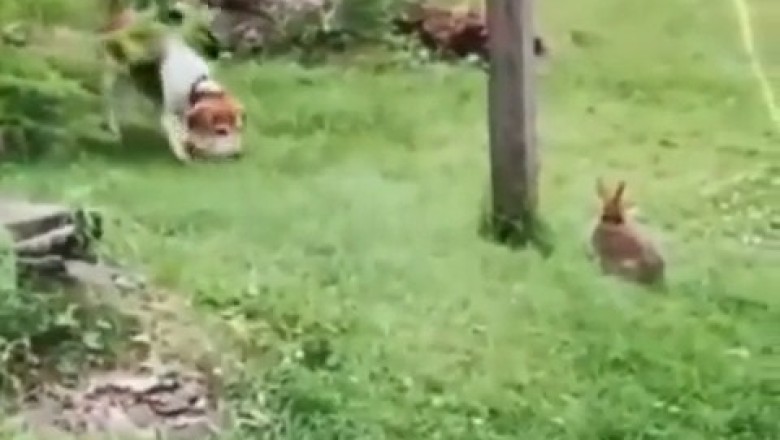 When a Rabbit Outsmarts a Dog... Hilarity Ensues!