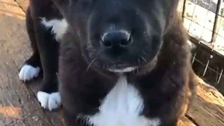 When Instinct Kicks In: The Raw Power of Predatory Dogs