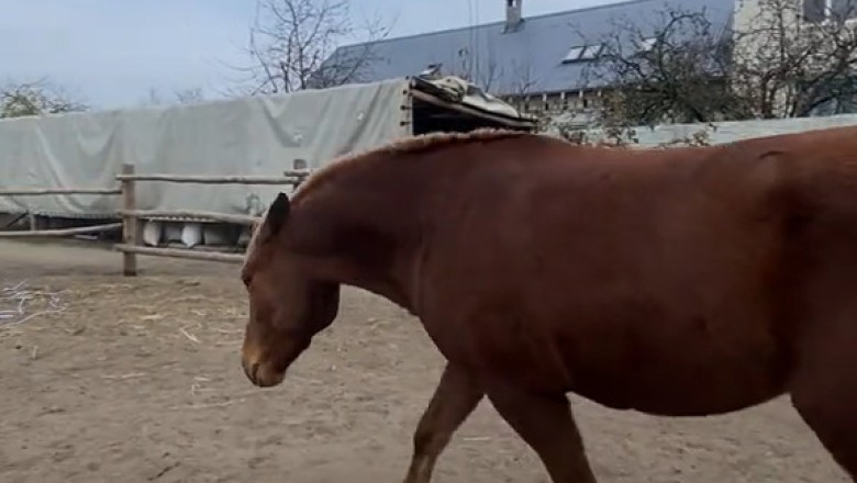 You Won’t Believe What These Horses Did!