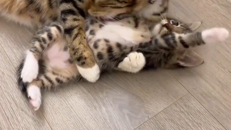 Heartwarming Moments: Mama Cat and Her Adorable Kittens!