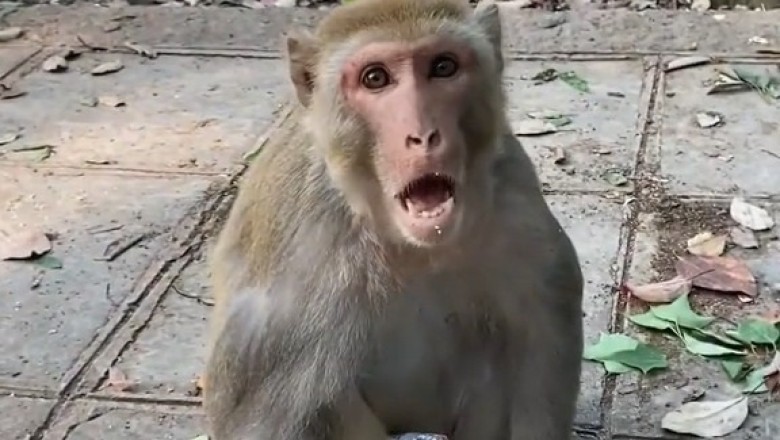 Monkeys When You’re Stressed—Their Reaction Is Priceless!
