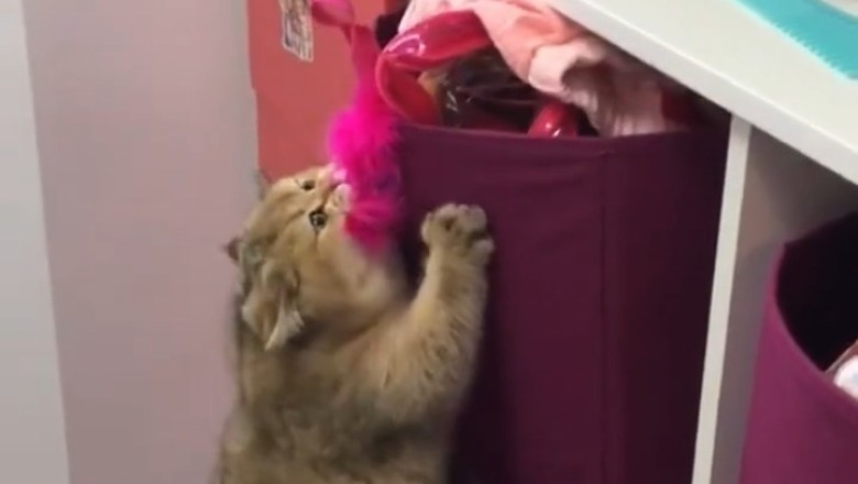 Naughty Cat Caught in Hilarious Mischief!
