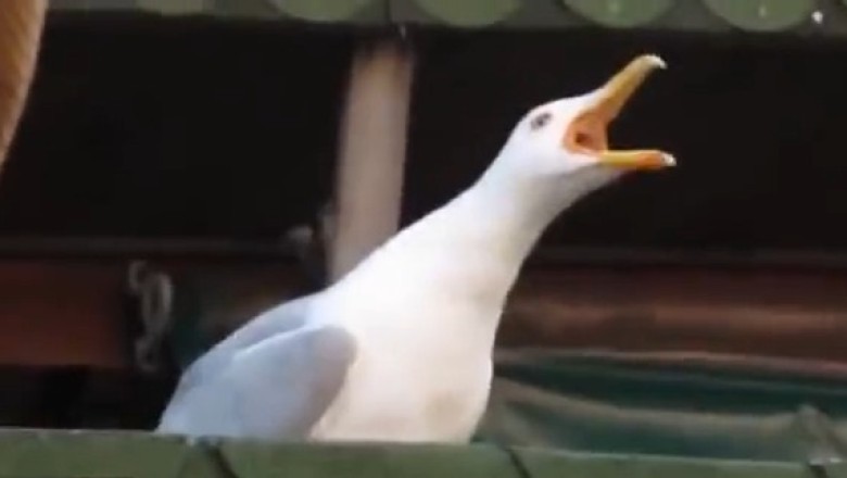Seagull's Laugh Sounds Exactly Like a Human—and It's Hilarious!