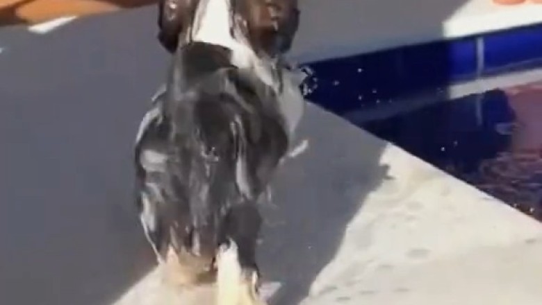 The Jump Heard ’Round the Pool—You Won’t Believe the Splash!