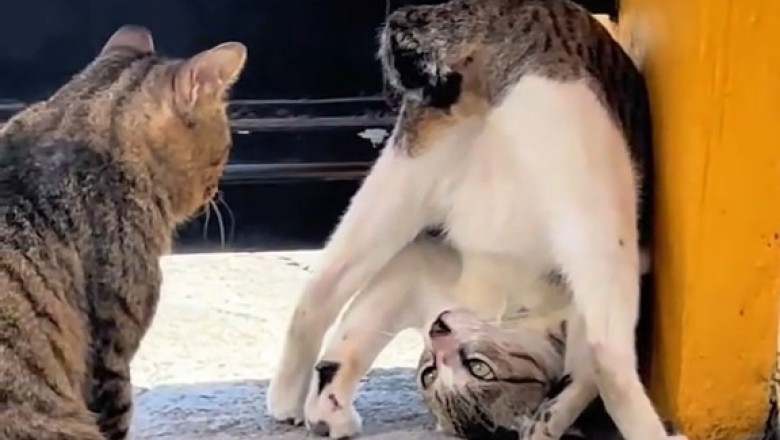 This Cat’s Reaction Had Me Crying with Laughter!