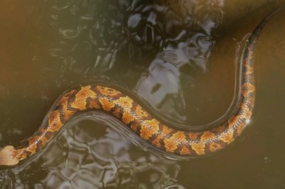 5 Oklahoma Lakes Where Snakes Are the Real Kings of the Water: Are You Brave Enough to Visit?