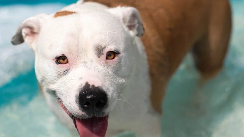 Bull Terrier's Epic Slip N Slide Adventure: Unleashing Summer Joy!