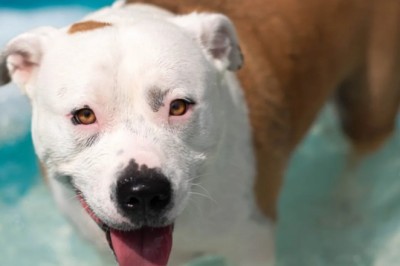 Bull Terrier's Epic Slip N Slide Adventure: Unleashing Summer Joy!