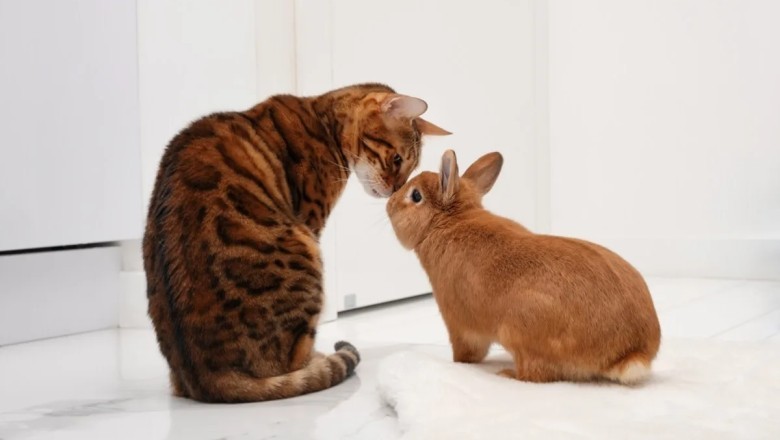 Bunny Raised by Cats: The Adorable Pet Who Thinks She's a Feline!