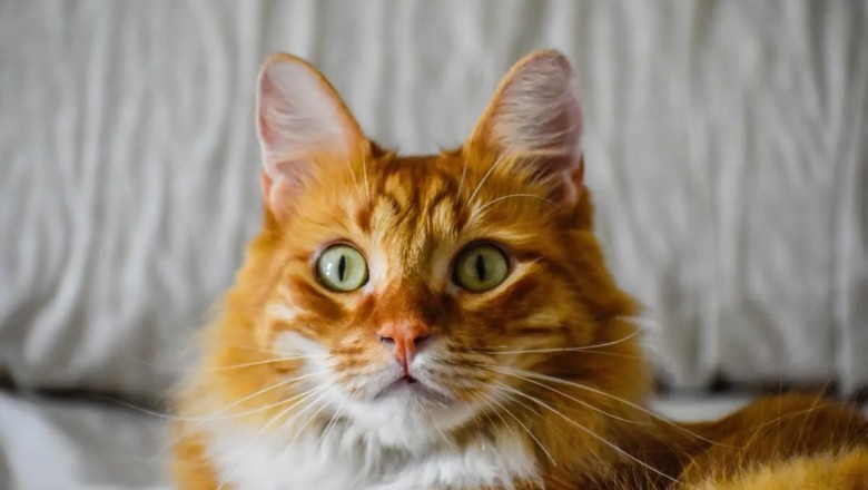 Cat's Hilarious Side-Eye During Birthday Photoshoot Has Everyone Laughing!