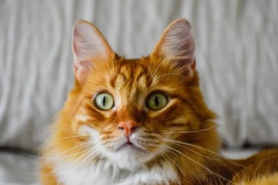 Cat's Hilarious Side-Eye During Birthday Photoshoot Has Everyone Laughing!