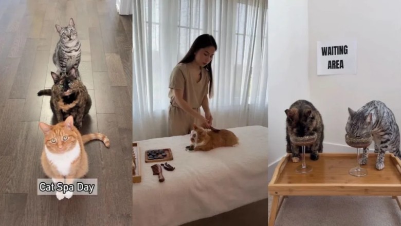 Check Out This Cat's 'Purrfect Spa' Day That Has Everyone Booking Appointments!