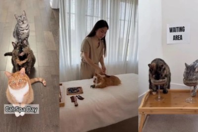Check Out This Cat's 'Purrfect Spa' Day That Has Everyone Booking Appointments!