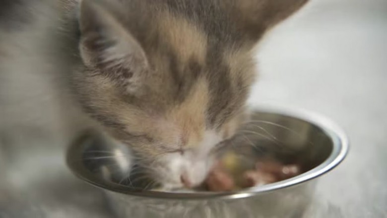 Mealtime Meowgic: Hungry Cat Dines Like Royalty