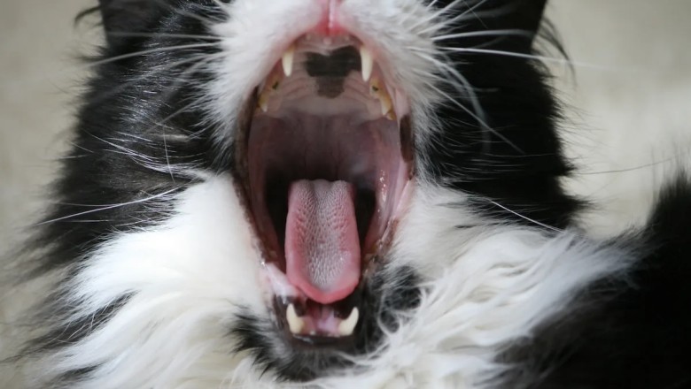 Meet the Adorable Tuxedo Cat Who Trills Like a Happy Cricket—You Won't Believe the Cutest Sound!