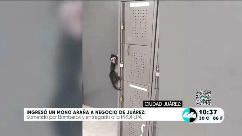 Office Break Room Takes a Wild Turn: Spider Monkey Spotted in Juarez!