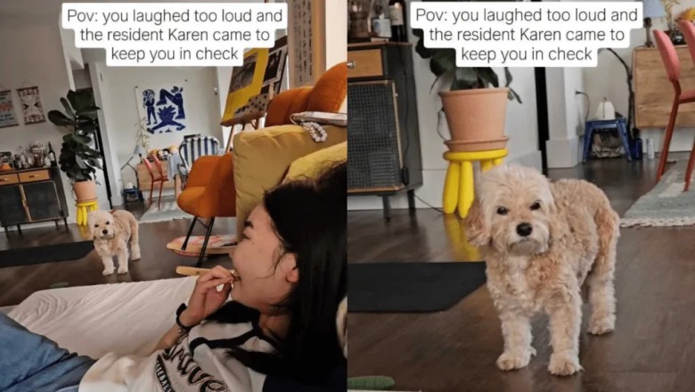 Ruby the Cavachon: The Adorable Pup Who Demands Quiet During Laugh Time!