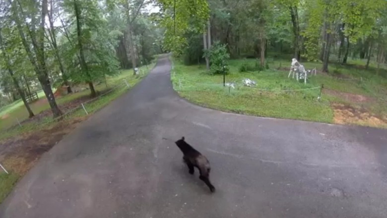 Surprising Encounter: Black Bear Strolls Through Maryland Driveway Captured on Camera!
