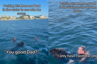 Watch Chewy the Newfoundland Dog's Heroic Rescue: Unbelievable Reaction When Parents Are Pushed into Water!