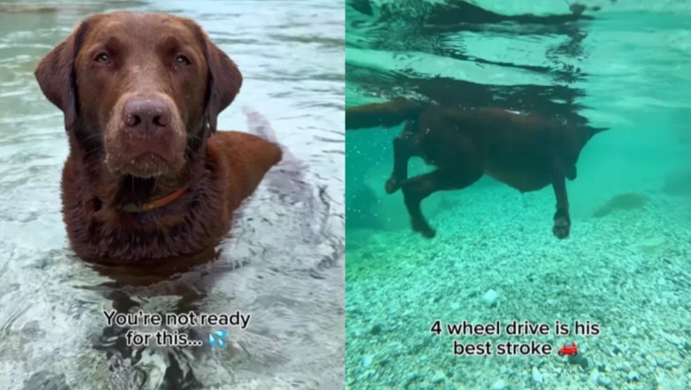 Watch Hector the Chocolate Labrador Dive Deep: Underwater Swimming Skills that Melt Hearts!