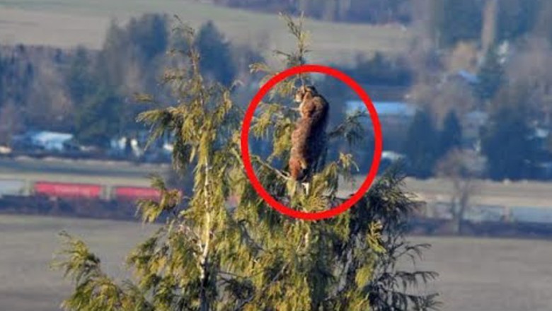 Wild Showdown: Bobcat vs. Cougar in Suburban Chilliwack!
