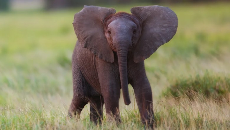 Adorable Baby Elephant Attempts to Charge Family and Takes a Hilarious Tumble!