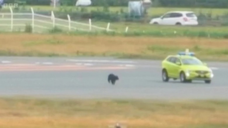 Bear on the Runway?! Wild Visitor Shuts Down Japanese Airport TWICE!
