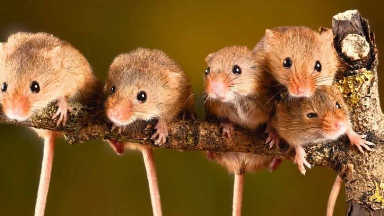 First Mice with Two Fathers: A Revolutionary Breakthrough in Reproductive Science!