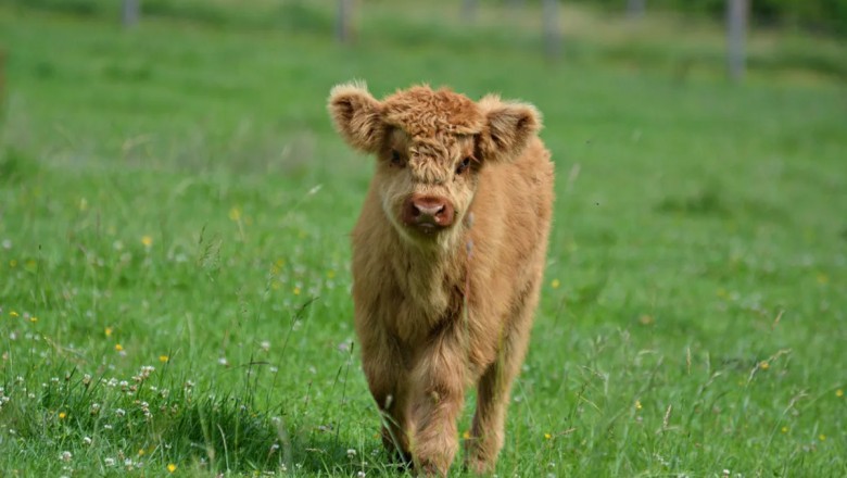 Kevin the Mini-Cow: The Energizer Bunny of Calves!