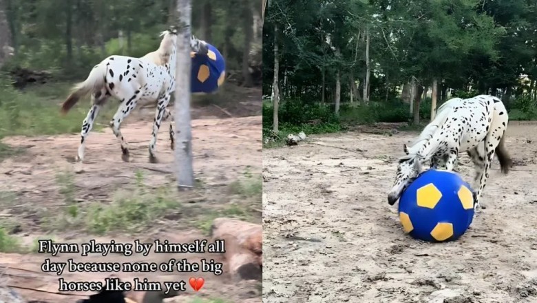 Lonely Horse Finds Joy in Playing Alone: Heartwarming Video of Flynn Goes Viral!