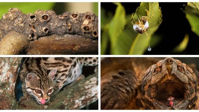 Nature's Masterminds: 13 Ingenious Hunting Techniques That Will Leave You Astonished!