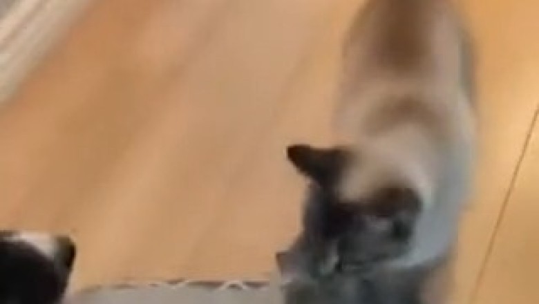 Sweet Moments Between a Cat and Her Kittens đŸ | Cuteness Overload!