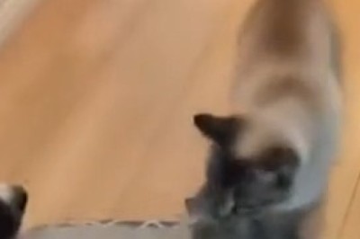Sweet Moments Between a Cat and Her Kittens 🐾 | Cuteness Overload!