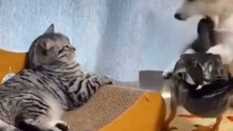Unlikely Besties: Cat, Dog & Duck Take Over the Internet