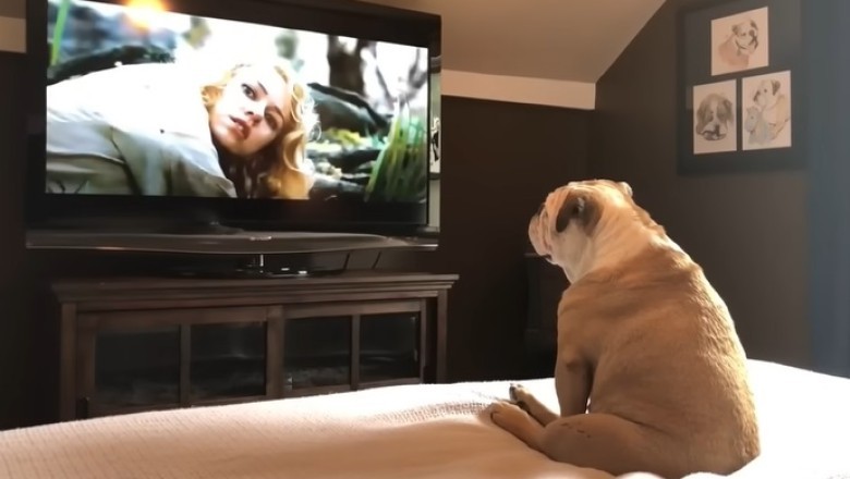Bulldog’s Hero Moment: Unbelievable Reaction When Actress Needs Help!