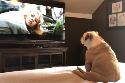 Bulldog’s Hero Moment: Unbelievable Reaction When Actress Needs Help!