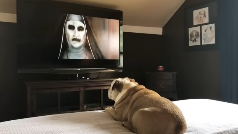 Bulldog vs The Nun: Hilarious Reaction You Have to See!