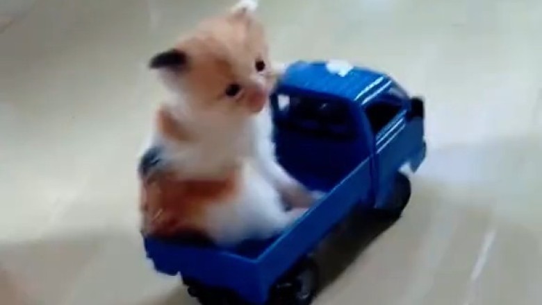 Cats Acting Like Absolute Weirdos – You’ll Laugh, Then Rewatch!