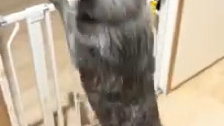 Dog Comedy Hour: Hilarious Paws and Epic Fails!