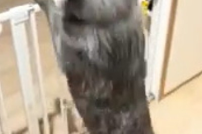 Dog Comedy Hour: Hilarious Paws and Epic Fails!