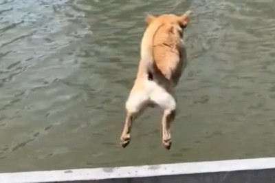 Dogs Doing Dumb Stuff – The Ultimate Laugh-Fest!