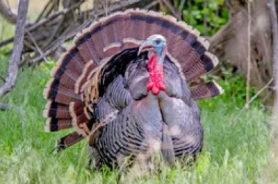 Gobble and Glory: The Wild, Wacky, and Wonderful World of Turkeys